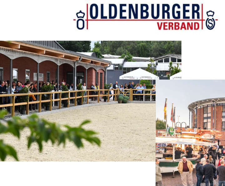 oldenburger verband pferdezucht derby community collage oldenburger verband pferdezucht derby community collage